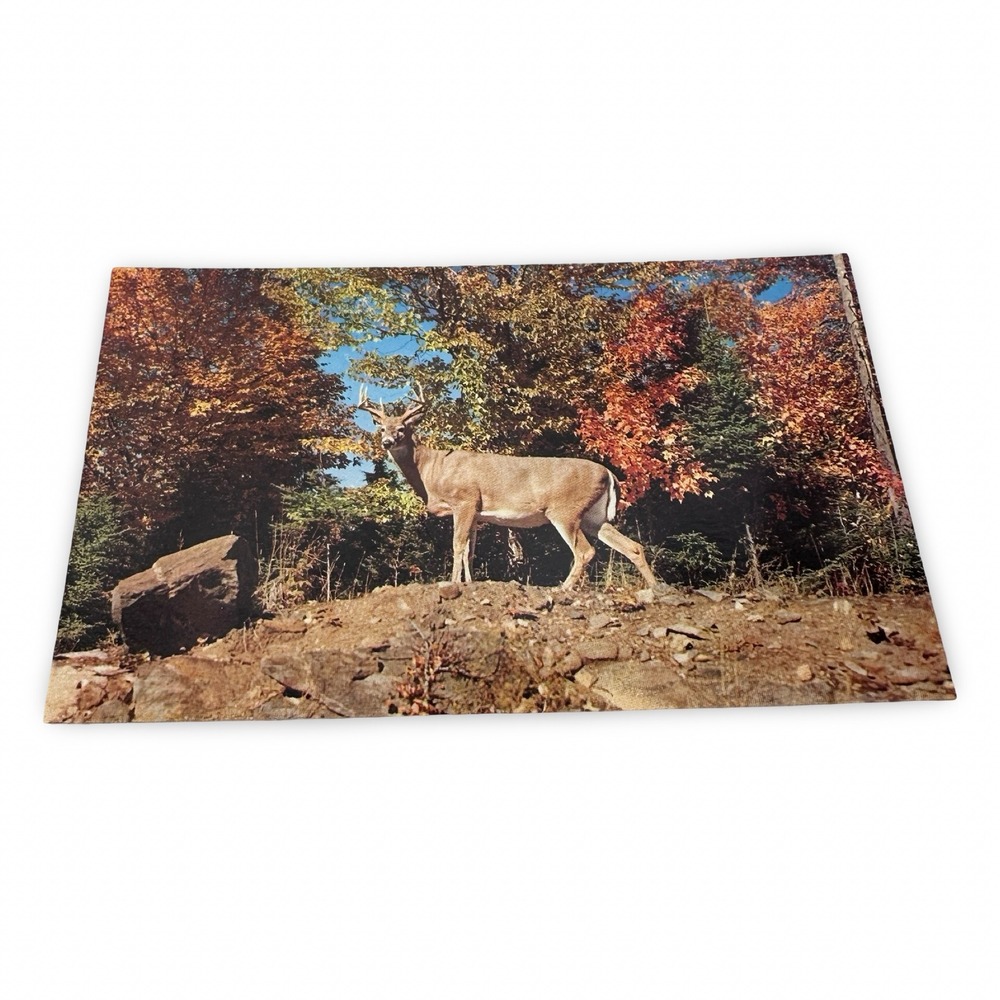 Plastichrome Monarch Natures Autumn Wonderland Deer Postcard Unused New 1960s‎